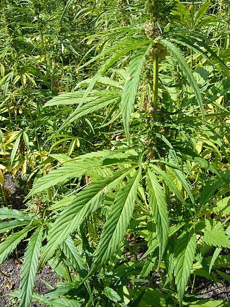 cannabis