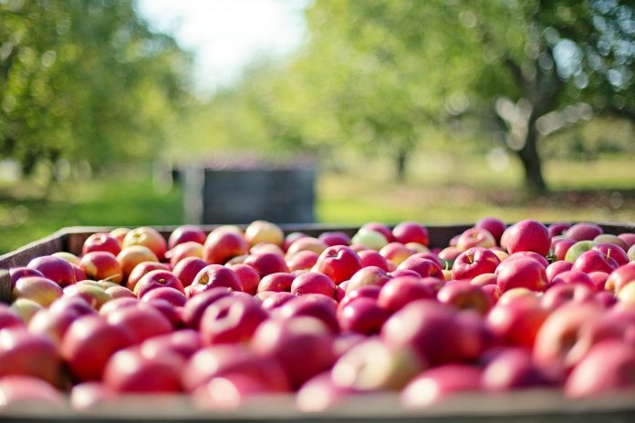 agrifood